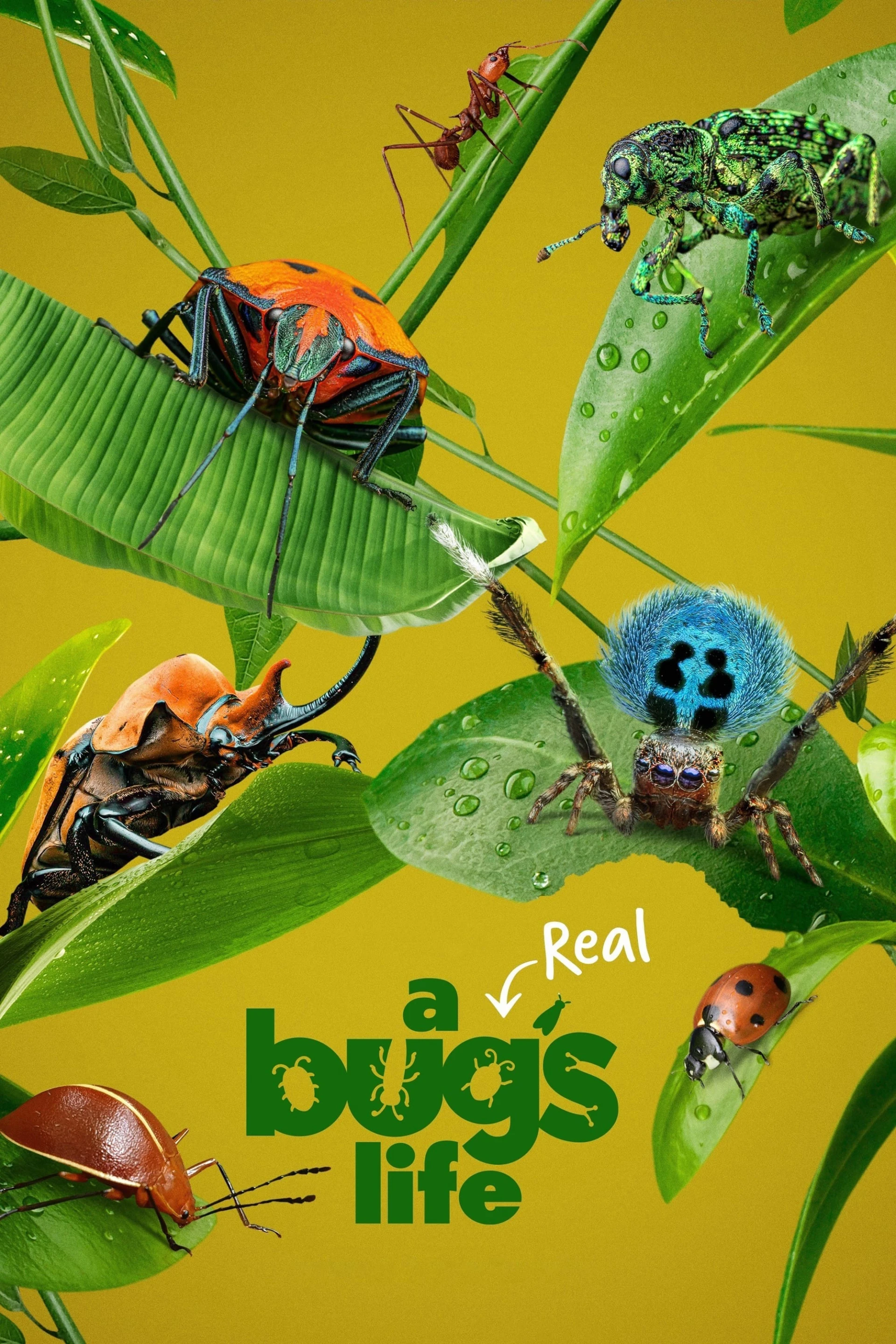A Real Bug's Life A Real Bug's Life